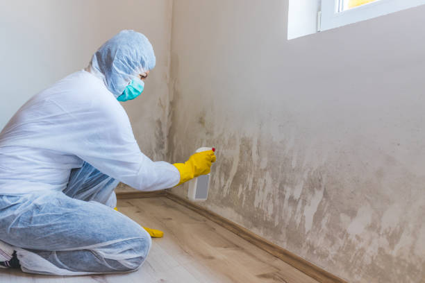 Licensed Mold Remediation service in Martinsville, VA - WQB Mold Removal